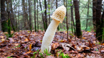 penis-egriligi-duzeltilmesi